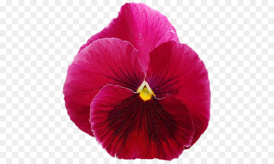 Pansy，Magenta PNG