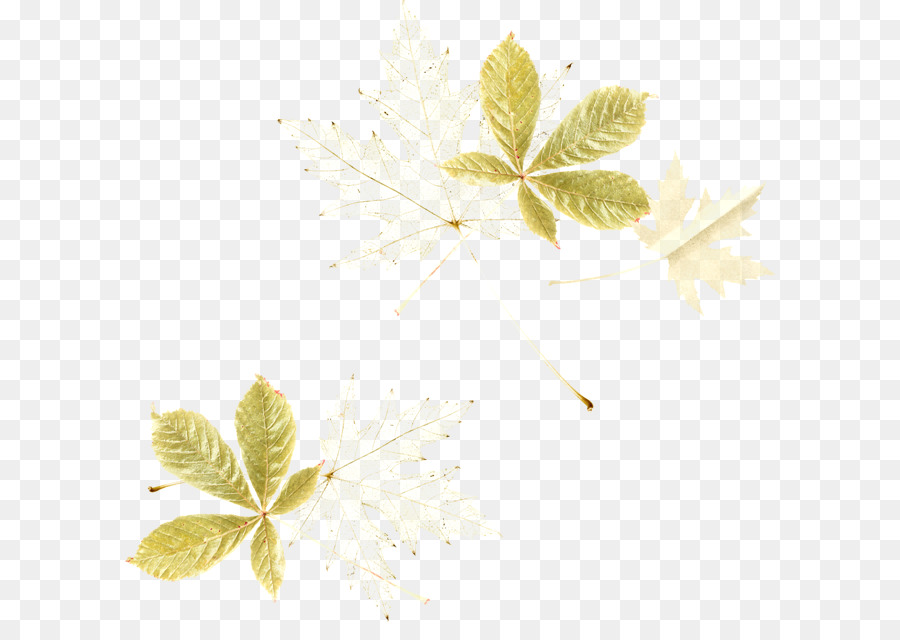 Flor，Hoja PNG