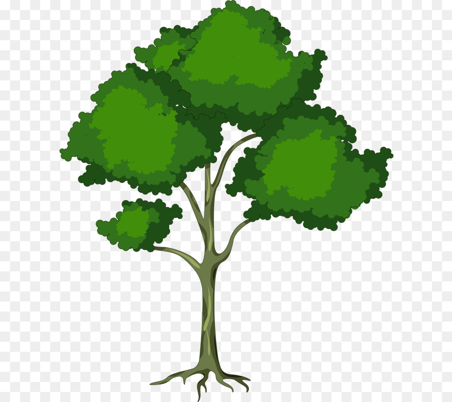 Árbol Bonsái，Árbol PNG