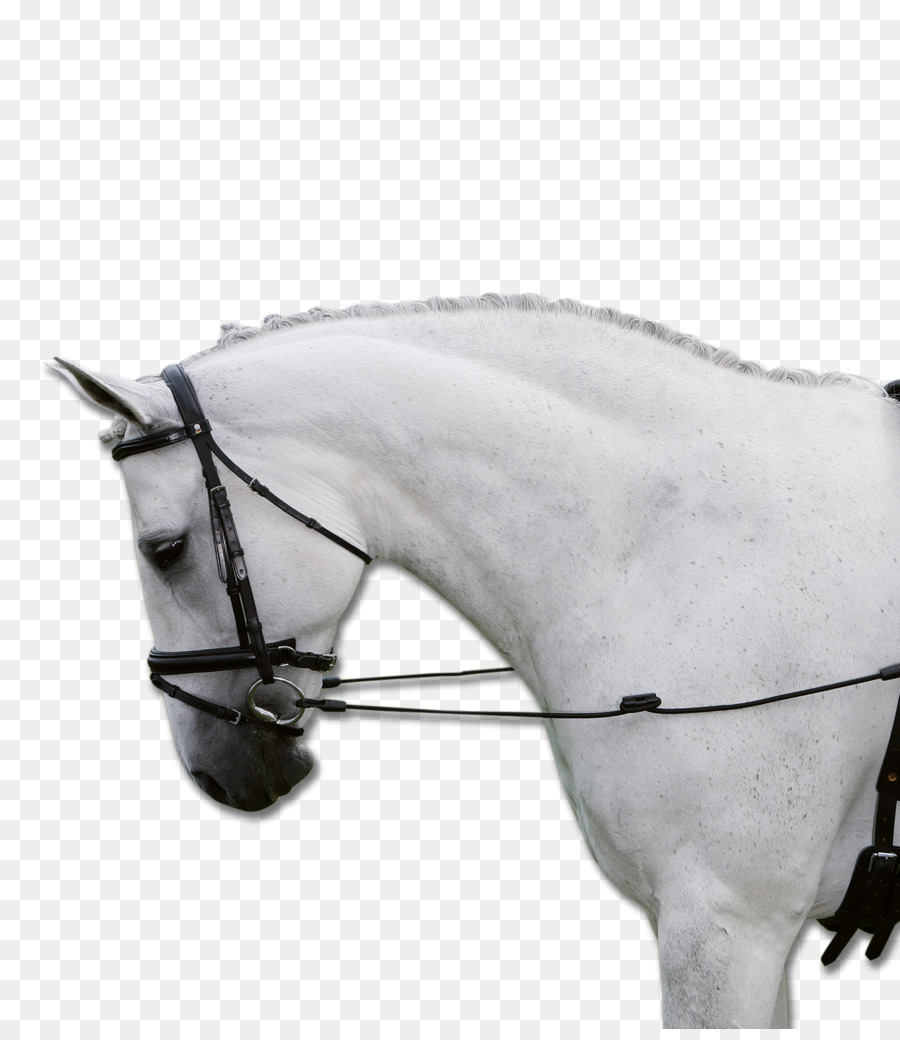 Caballo，Rein PNG