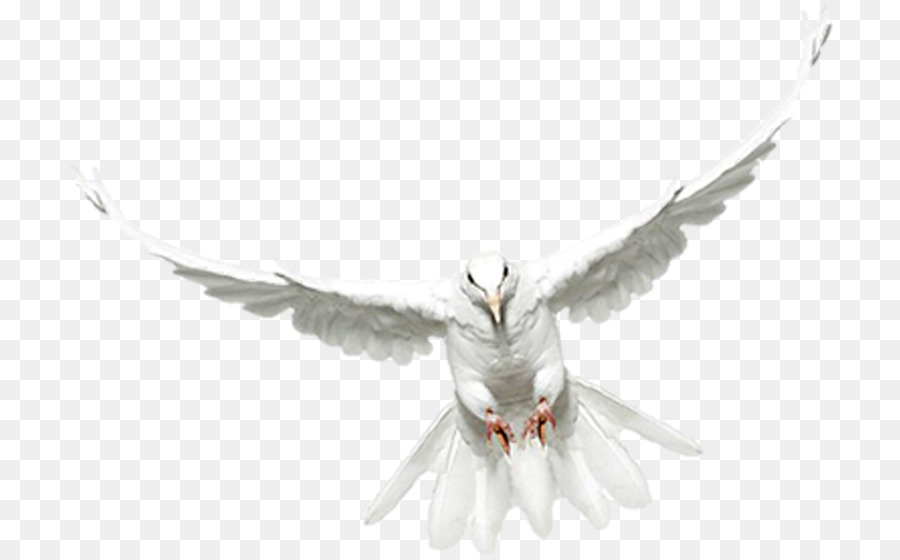 Pájaro Blanco，Vuelo PNG