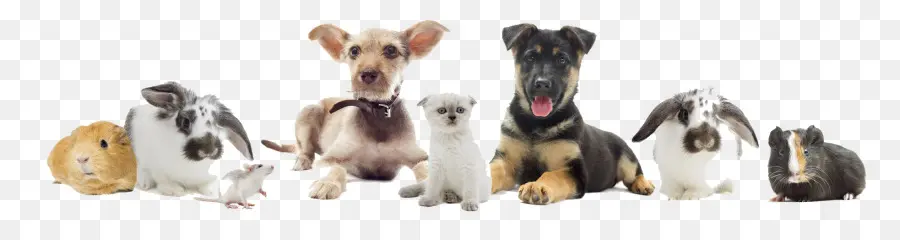 Mascotas，Perros PNG