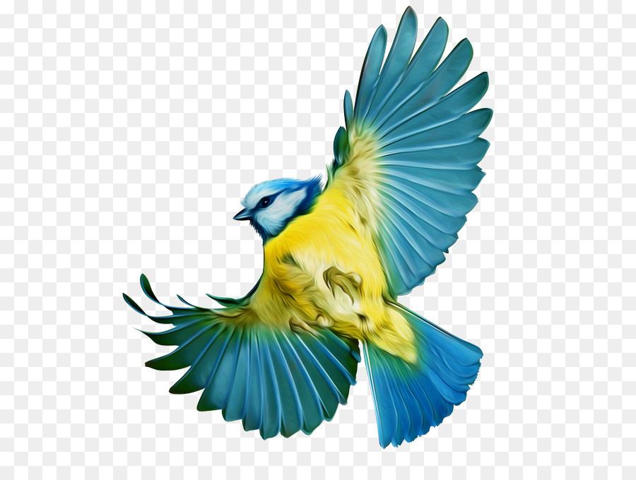 Pájaro，Vuelo PNG