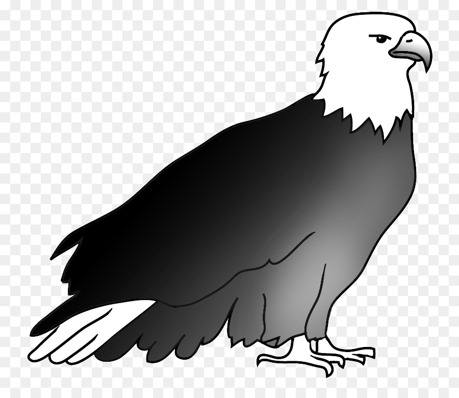 águila Calva，águila PNG