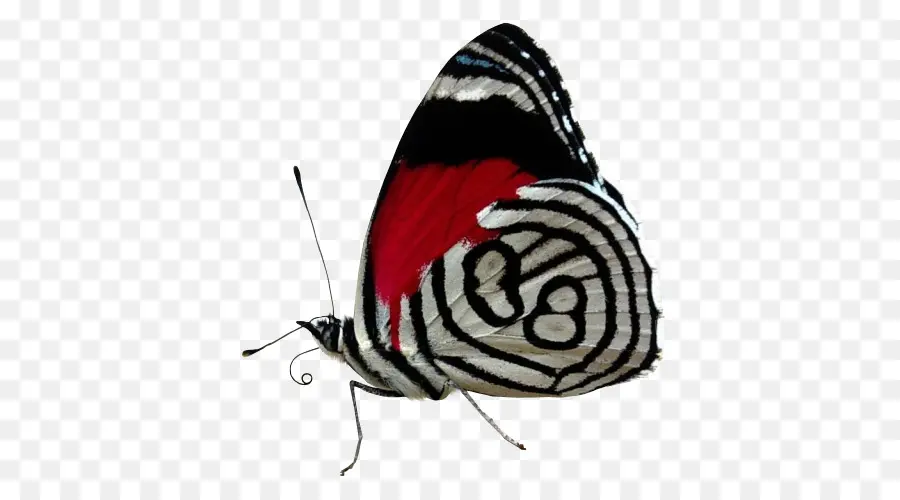 Mariposa，Patrón PNG