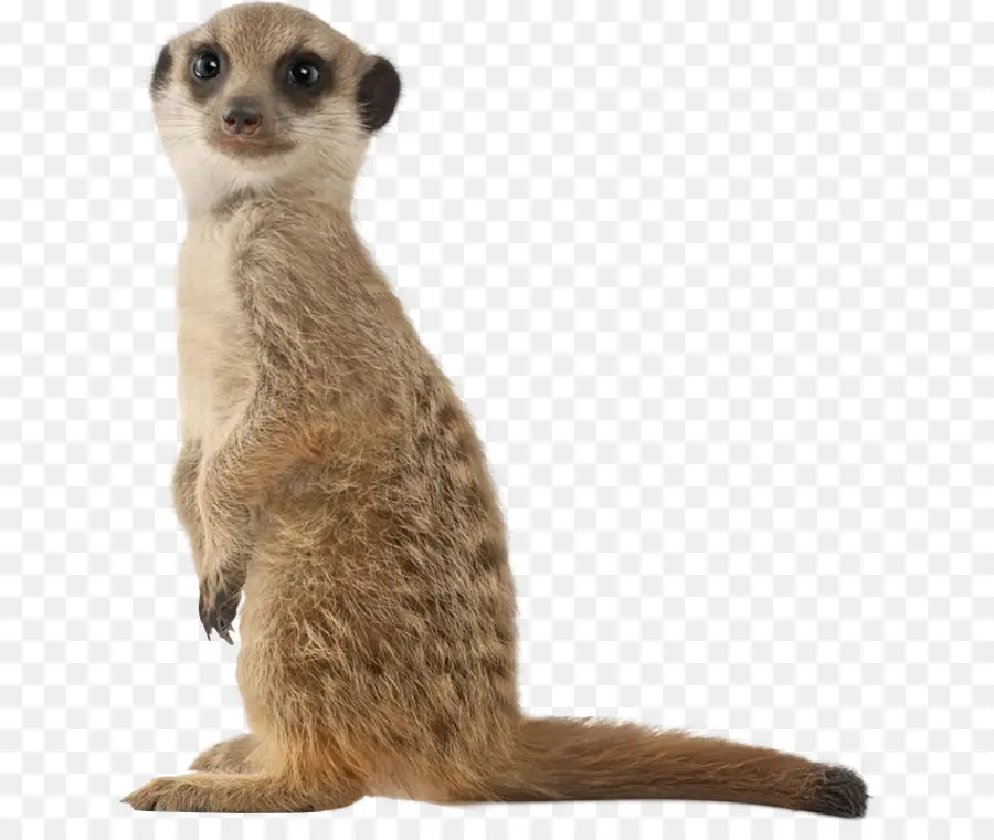 Suricata，Fauna PNG