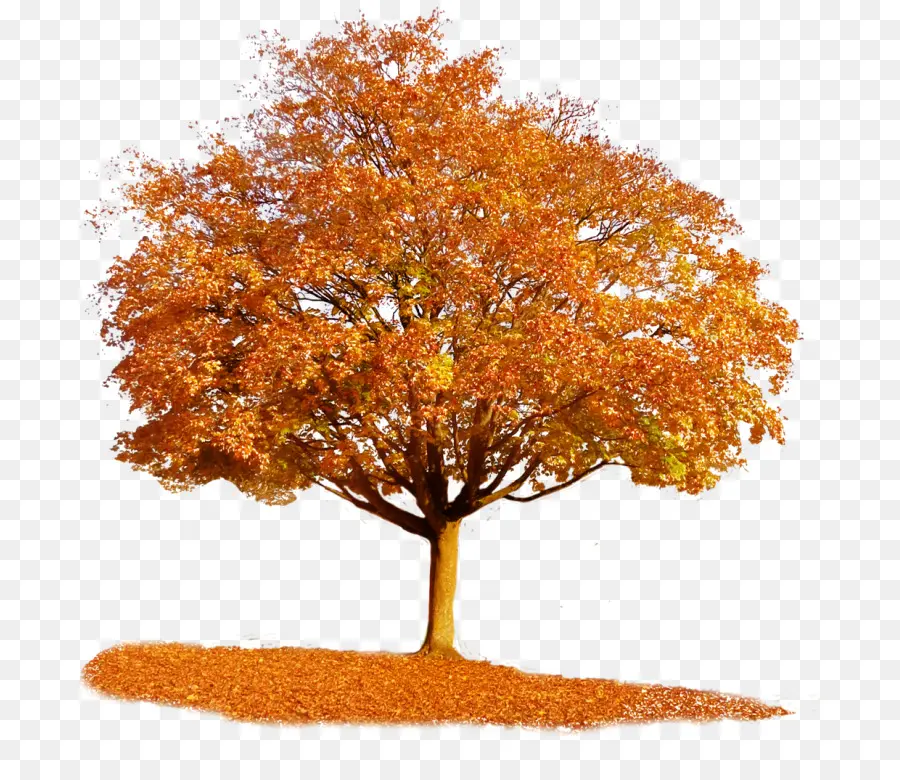 árbol，Otoño PNG