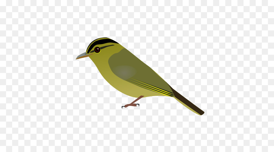 Pájaro，Pluma PNG