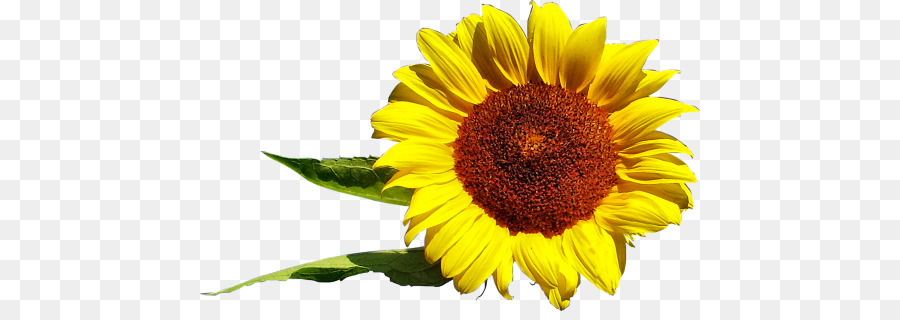 Girasol，Amarillo PNG