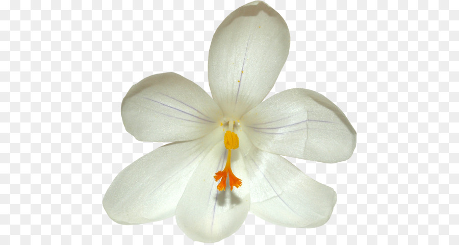 Orquídea Blanca，Floración PNG