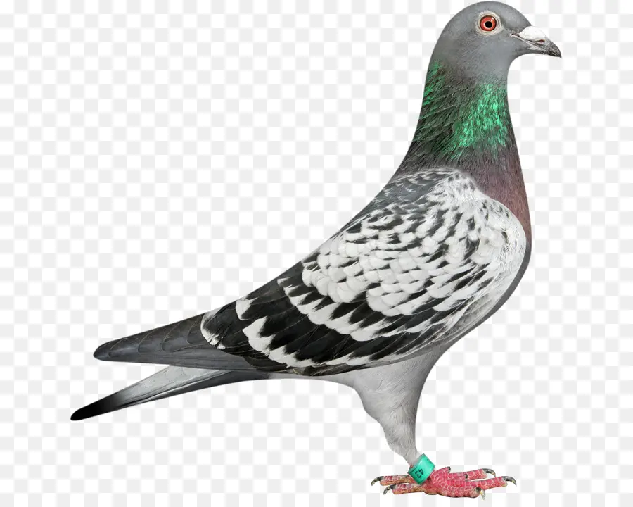 Homing Pigeon，Carreras De Homero PNG