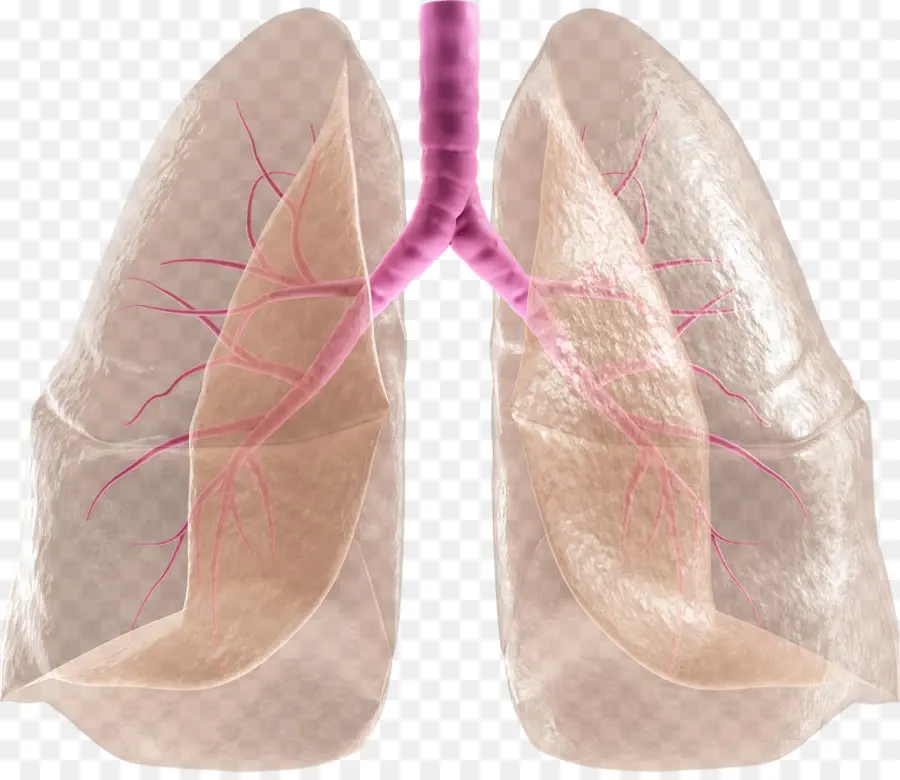 Pulmones，Humano PNG