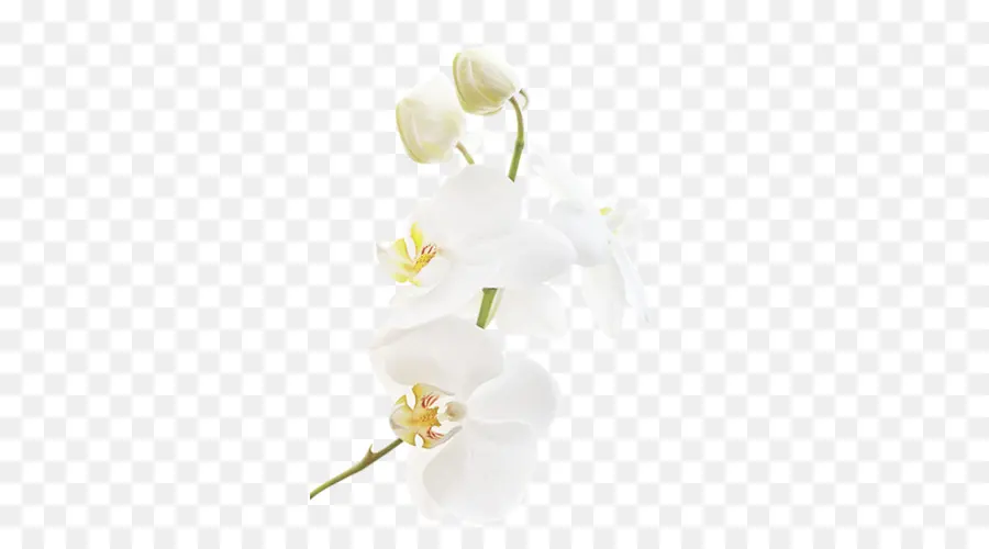 Orquídea Blanca，Orquídea PNG