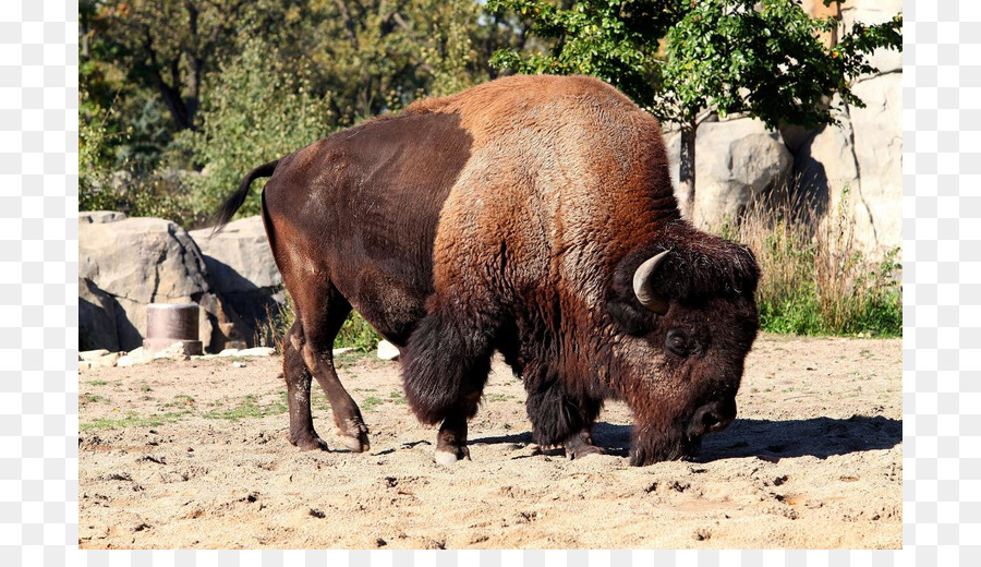 El Ganado，El Parque Nacional De Yellowstone PNG