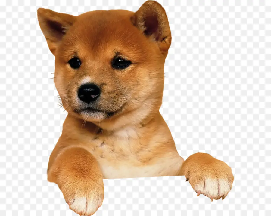 Cachorro，Lindo PNG