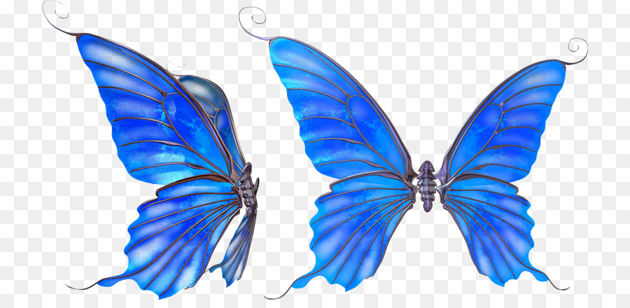 Mariposa，Imagen De Prueba Estándar PNG