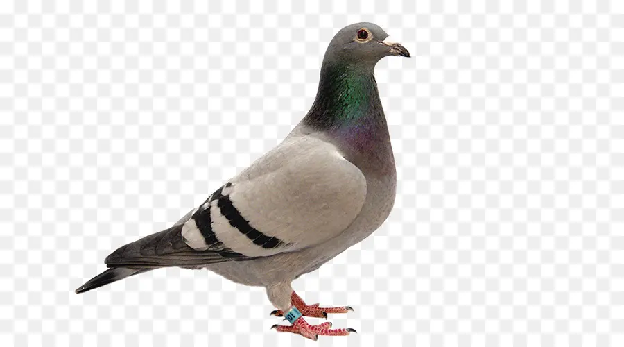 Homing Pigeon，Columbidae PNG