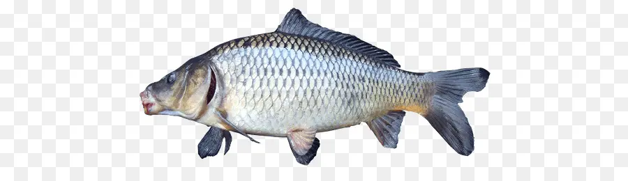 La Carpa Común，La Tilapia PNG