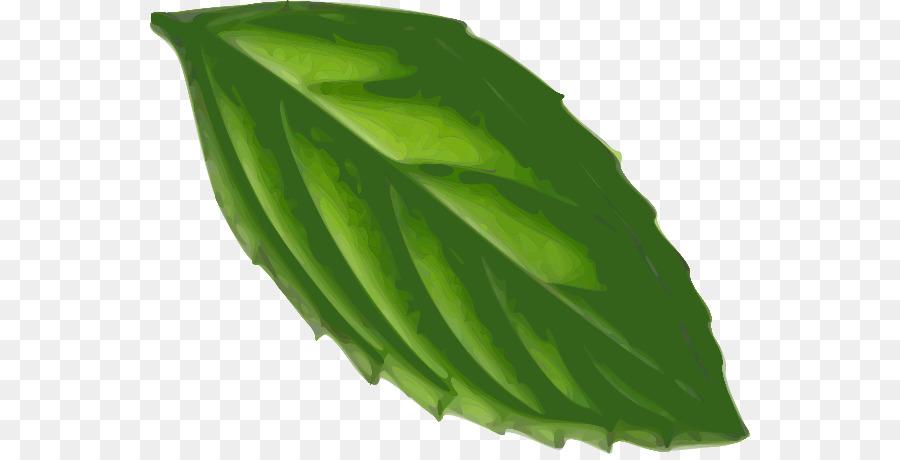 Hoja Verde，Planta PNG