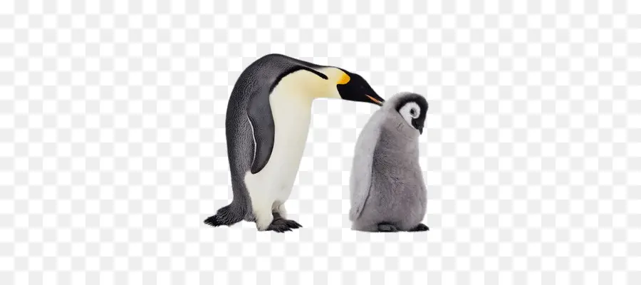 Pingüinos，Familia PNG