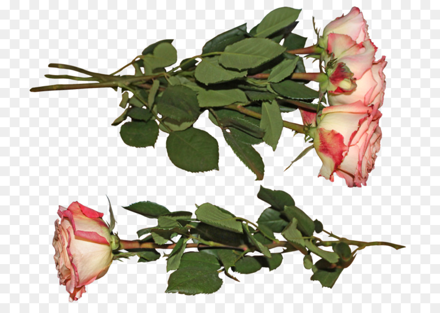 Las Rosas De Jardín，Rosa PNG