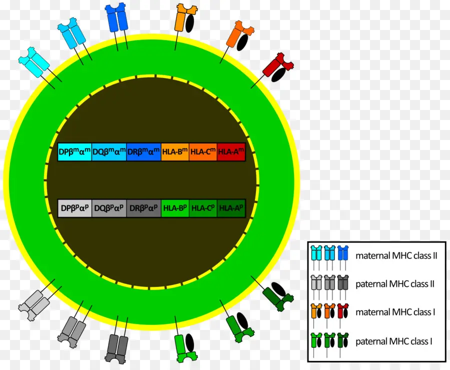 Diagrama，Mhc PNG