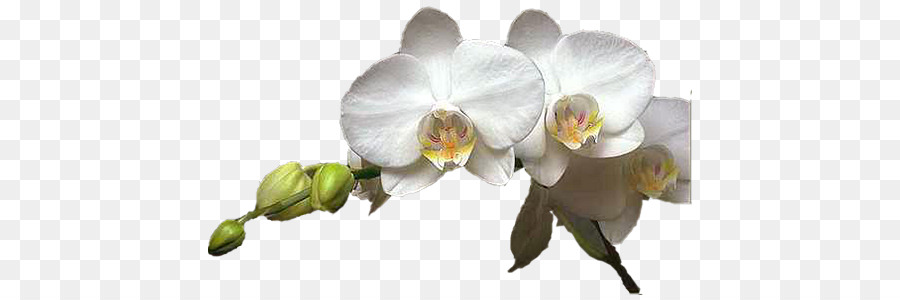 Orquídeas Blancas，Pétalos PNG