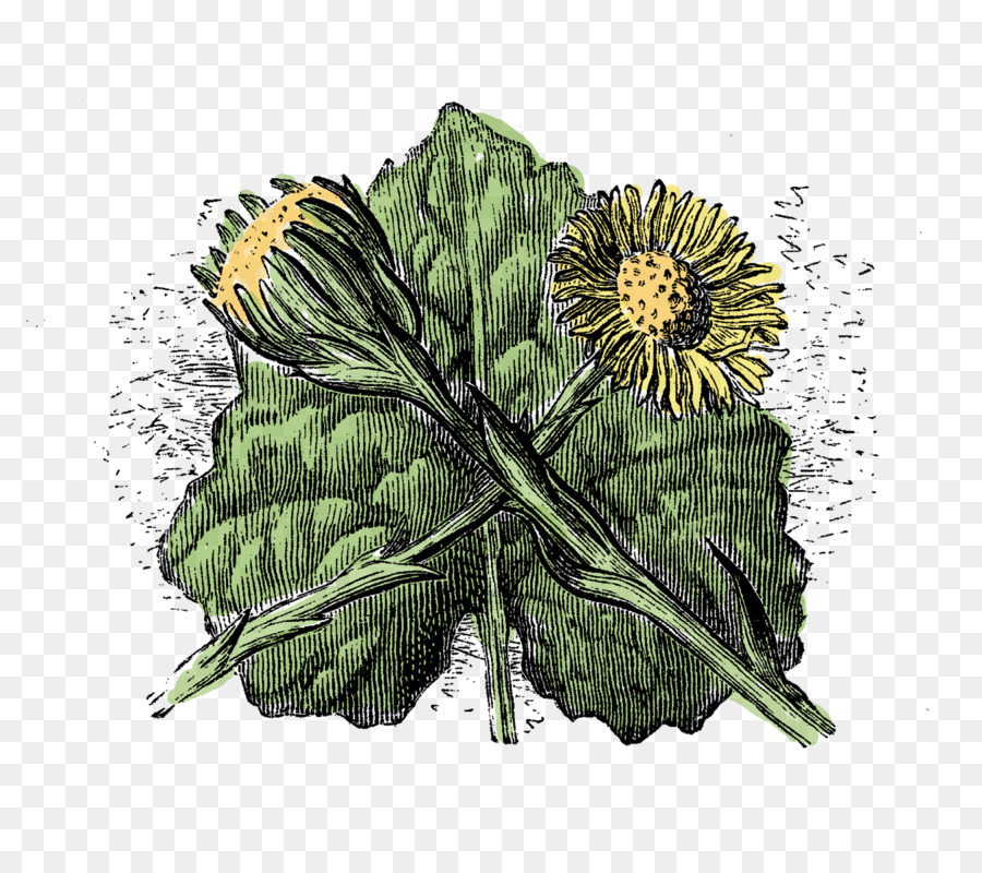 Flor，Tussilago PNG