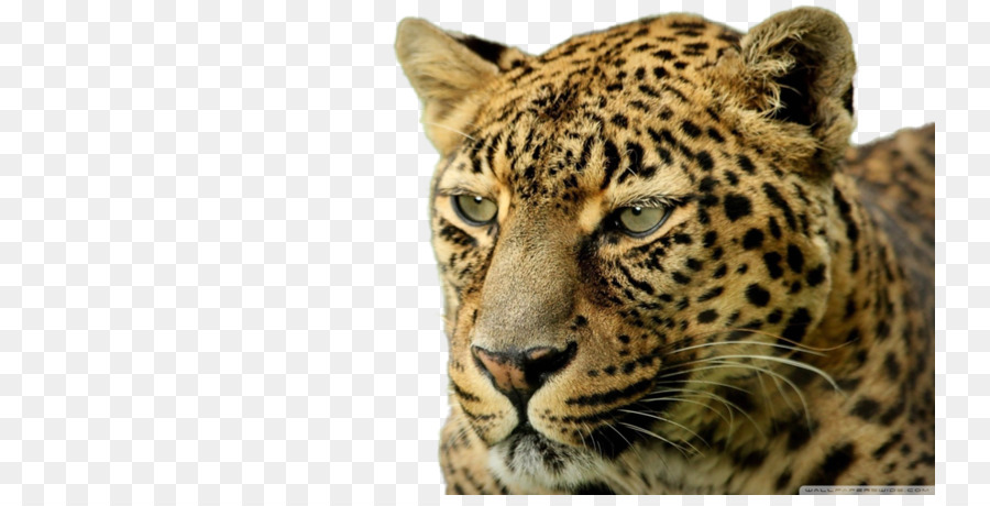 Leopard，Fondo De Escritorio PNG