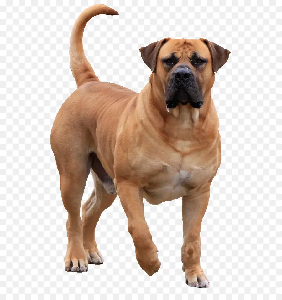 Perro Marrón，Mascota PNG