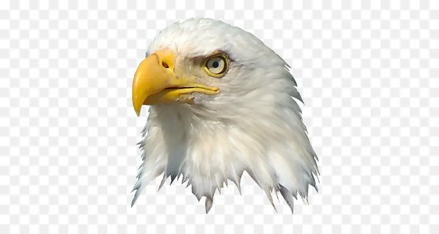Estados Unidos，American Eagle Outfitters PNG