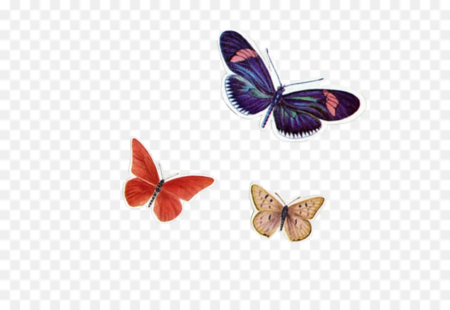 Mariposas Coloridas，Vuelo PNG