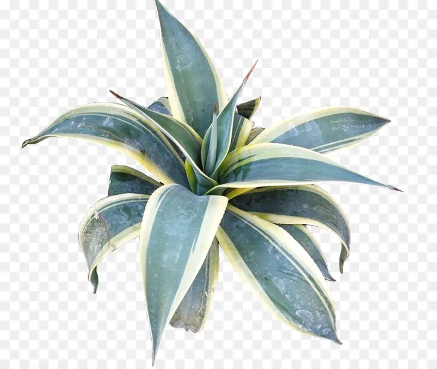 Agave Azul，Maceta PNG