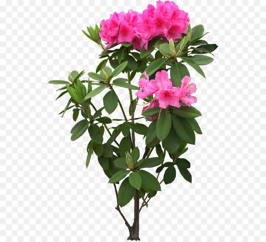 Flores Rosadas，Floración PNG