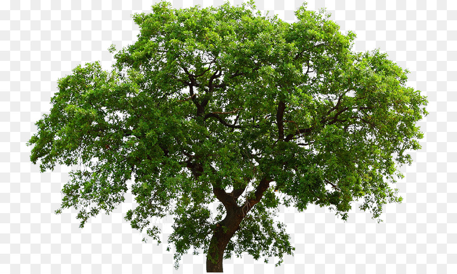 Roble，árbol PNG