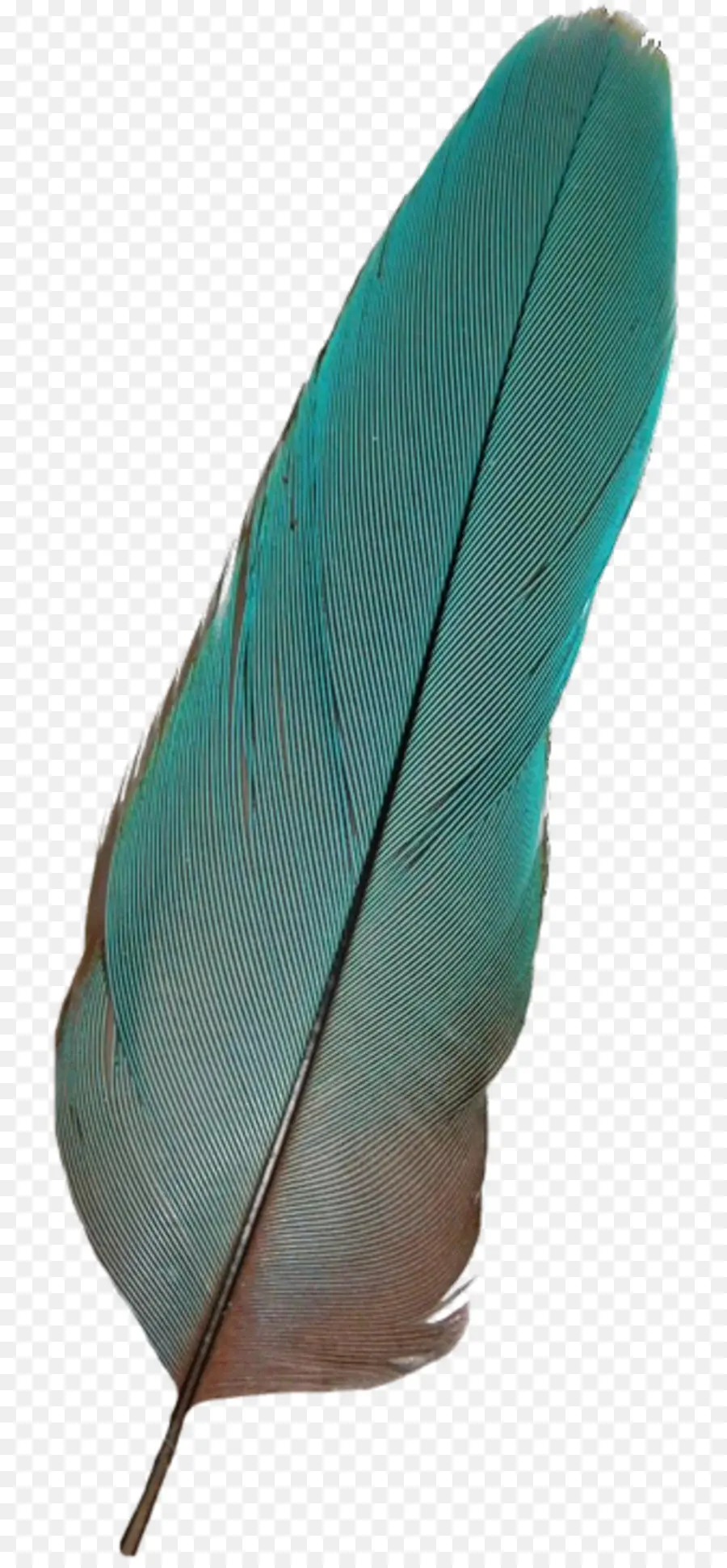 Pluma Azul，Pluma PNG