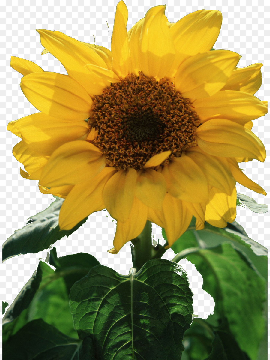 Girasol，Amarillo PNG