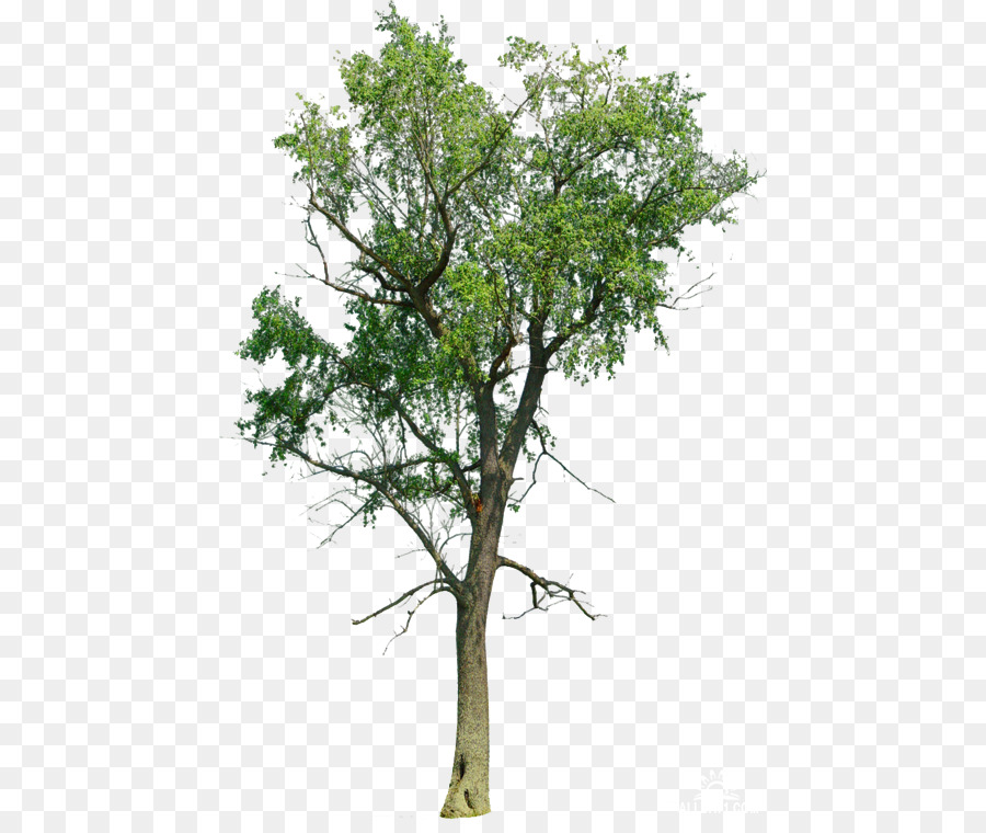 Árbol，Sucursales PNG