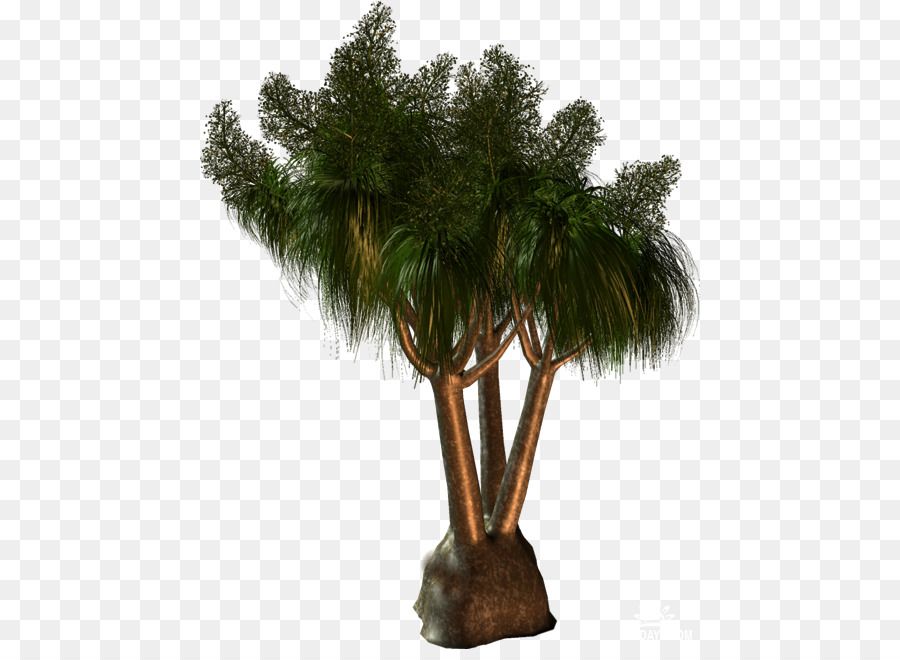 Palm Palmyra Asiática，Arecaceae PNG