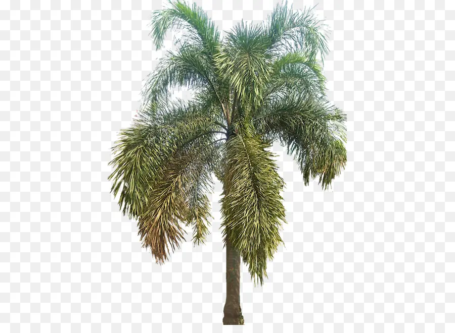 Palmera，Tropical PNG