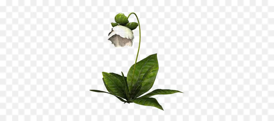 Flor，Blanco PNG