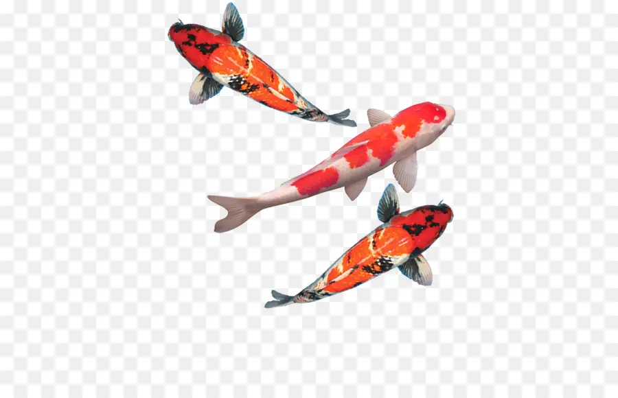 Koi，Peces De Colores PNG