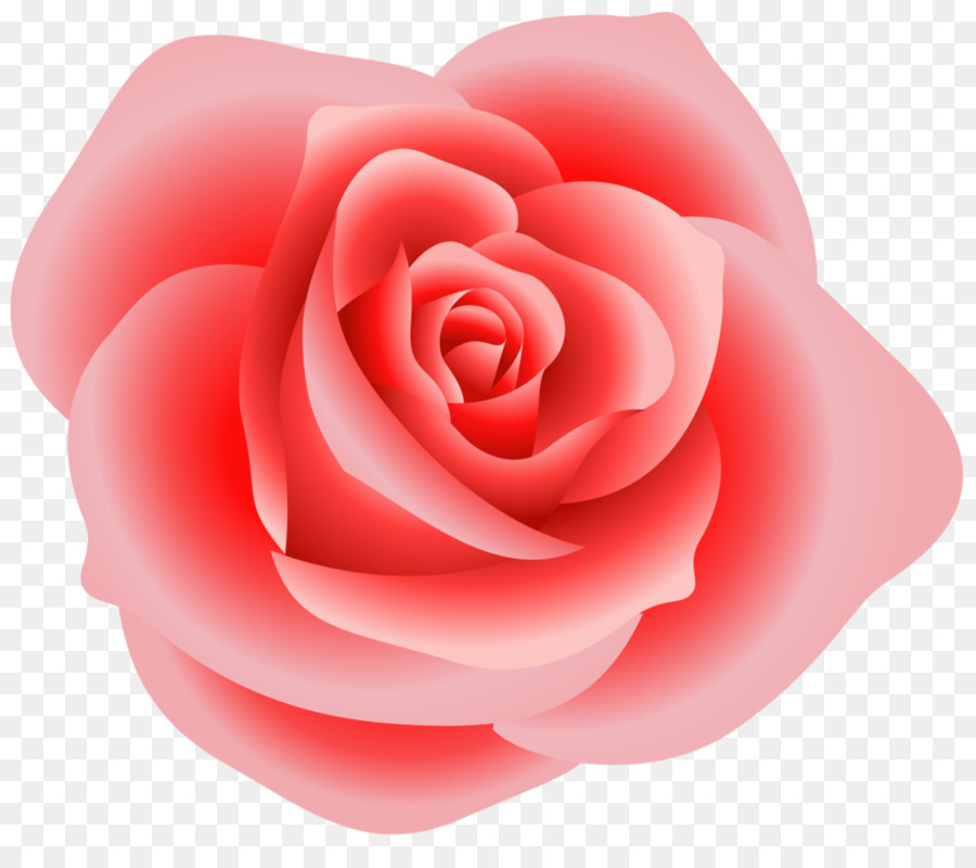 Rosa Roja，Florecer PNG