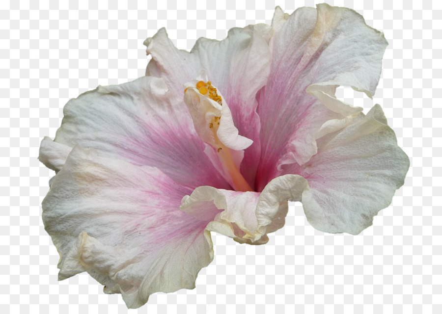 Flor De Iris，Púrpura PNG