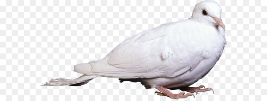 Columbidae，Rock Dove PNG