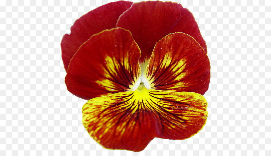 Pansy，Magenta PNG