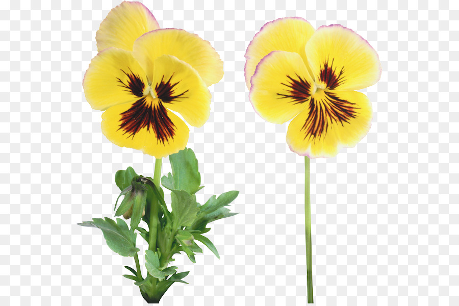 Flor，Pansy PNG