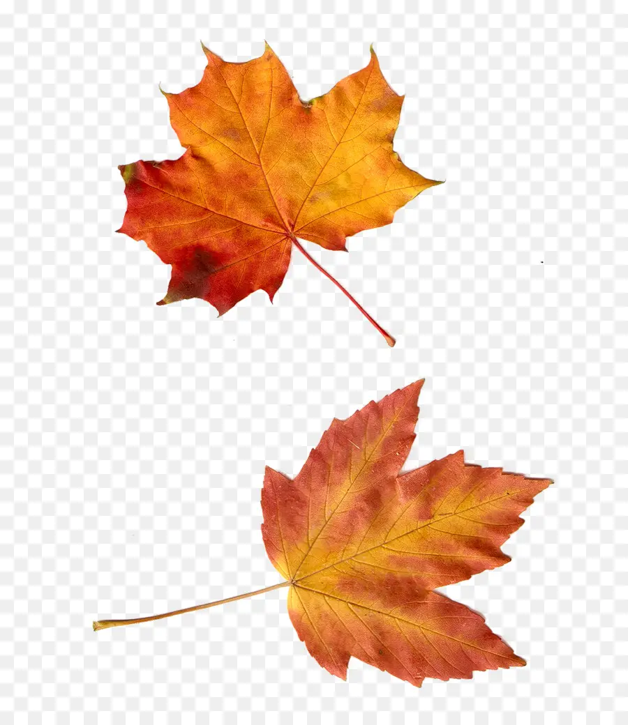 Hojas De Otoño，Caer PNG