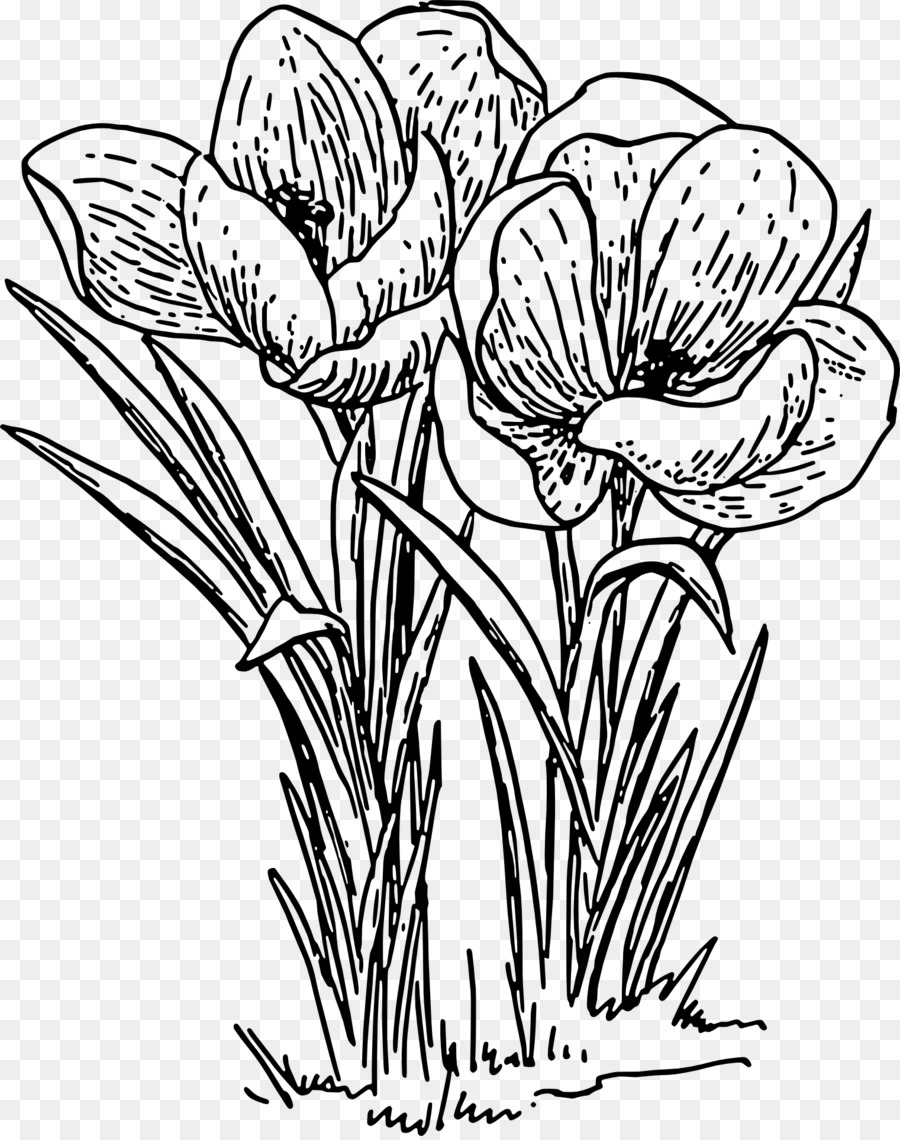 Crocus，Arte De Línea PNG