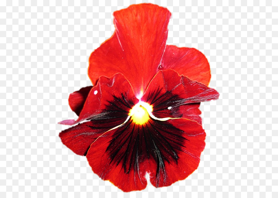 Flor，Hibisco PNG